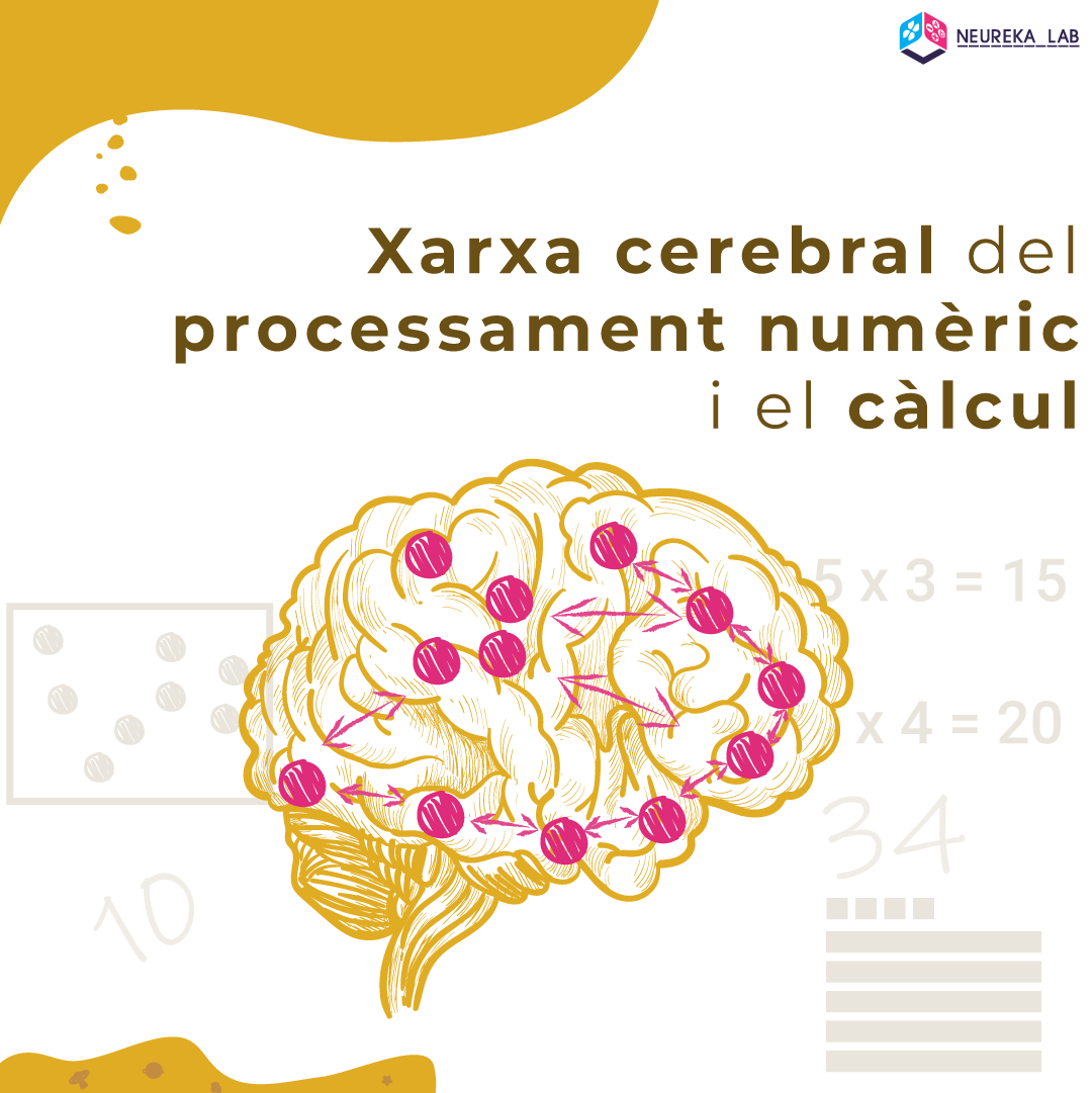 Xarxa cerebral del processament numèric i el càlcul